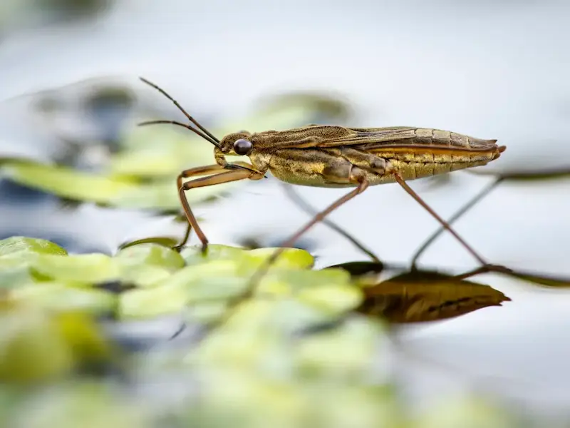 حشرات فاضلاب شهری و مشکلات آنها